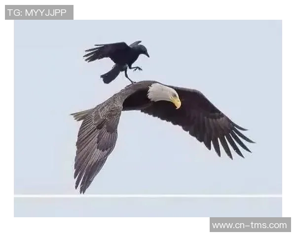 翱翔天际的王者：解读老鹰的生存智慧与自然之美